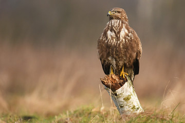 Common buzzard (Buteo buteo)