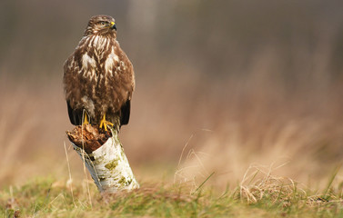 Common buzzard (Buteo buteo)