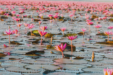 Sea of pink lotus, Nong Han lake, Udon Thani, Thailand.