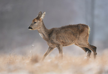 Roe deer