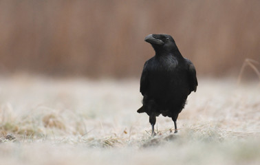Common Raven (Corvus corax)