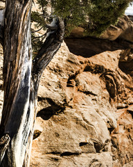 tree trunk against sandstone cliff