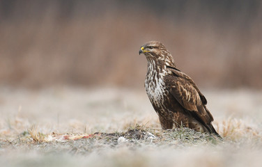 Common buzzard (Buteo buteo)