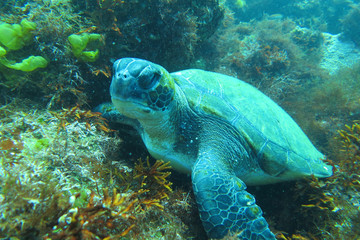 Fototapeta premium 海中写真