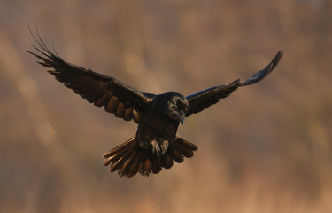 Common Raven (Corvus corax)