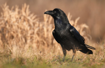 Common Raven (Corvus corax)
