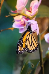 orange-schwarzer Schmetterling
