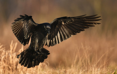 Common Raven (Corvus corax)