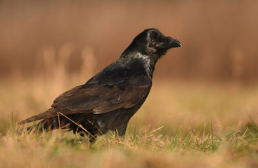 Common Raven (Corvus corax)
