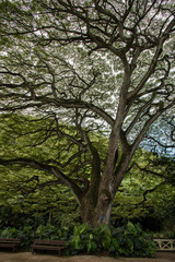 Majestic tree at the Waimea Falls park, Oahu