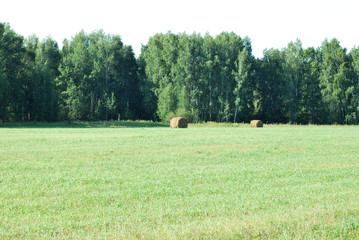 Siberian hay field