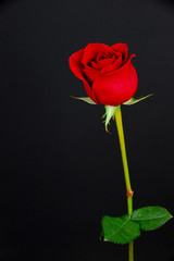 single red rose on black background