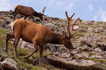 Two elk on green, rocky slope near Rocky Mountain National Park