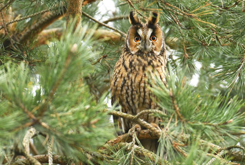 Long-eared owl (Asio otus)