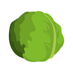 lettuce vegetable icon over white background. colorful design. vector illustration