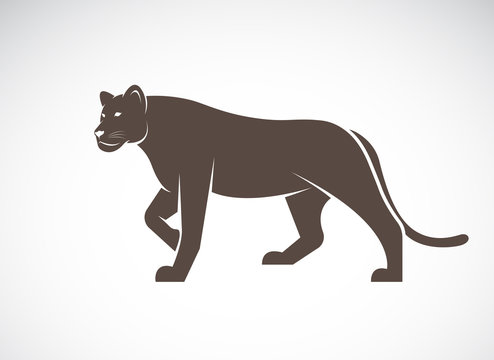 Vector of a lion female on white background, Wild Animals.