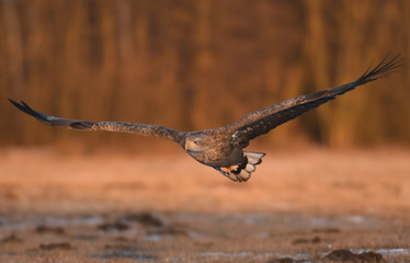 White tailed Eagle (Haliaeetus albicilla)