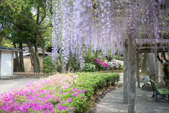 中村公園の藤棚