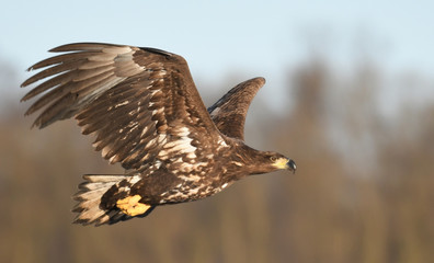 White tailed Eagle (Haliaeetus albicilla)