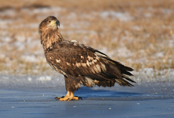 White tailed Eagle (Haliaeetus albicilla)