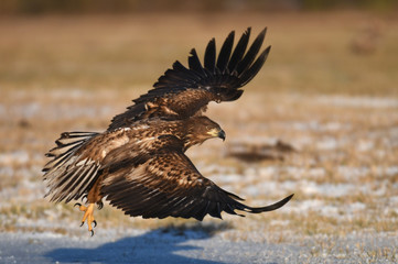 White tailed Eagle (Haliaeetus albicilla)