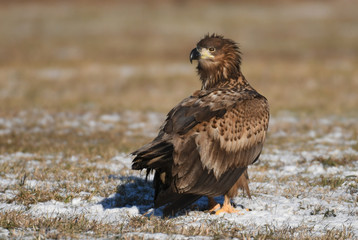 White tailed Eagle (Haliaeetus albicilla)
