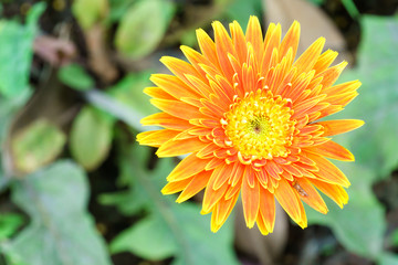 Orange chrysanthemum flowers in garden