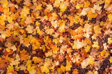 Autumn Leaves Background.  Colorful autumn