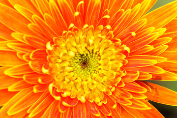 Orange chrysanthemum flowers in garden