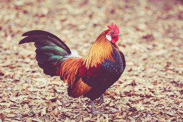 Beautiful cock. colorful rooster.