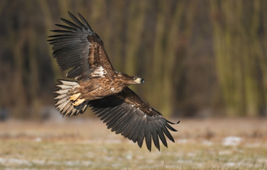 Fototapeta premium Bielik (Haliaeetus albicilla)