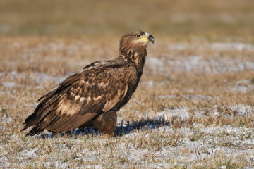 White tailed Eagle (Haliaeetus albicilla)