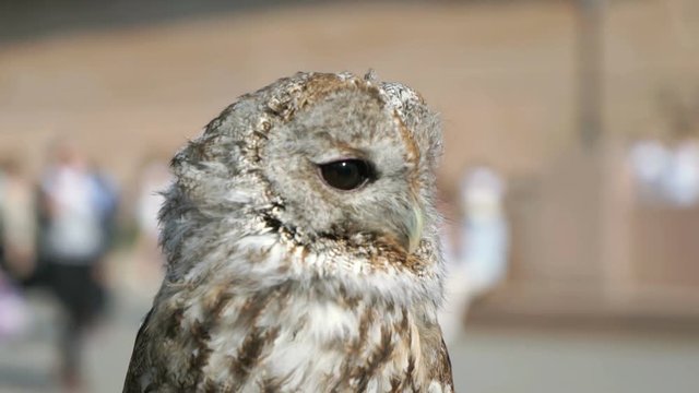 Tamed owl in the city outdoors. Close-up
