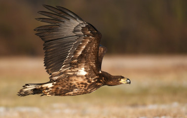 White tailed Eagle (Haliaeetus albicilla)