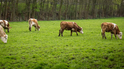 Dirty cow. Cows grazing on a green field