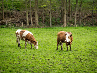 Fototapeta na wymiar Dirty cow. Cows grazing on a green field