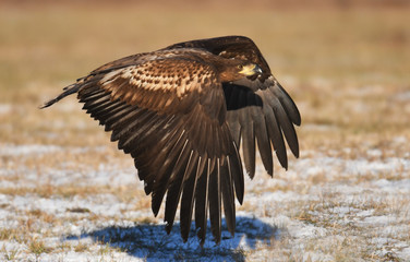 White tailed Eagle (Haliaeetus albicilla)