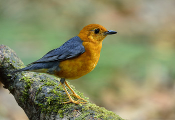 Orange-headed thrush (Geokichla citrina) beautiful orange bird w