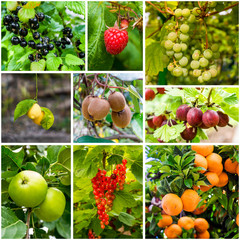 Different trees and fruits. collection of fresh ripe fruits and