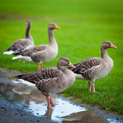 geese on green meadow.  geese and goose. Group of gray geese