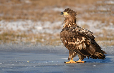 White tailed Eagle (Haliaeetus albicilla)