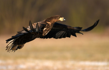 White tailed Eagle (Haliaeetus albicilla)