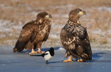 White tailed Eagle (Haliaeetus albicilla)