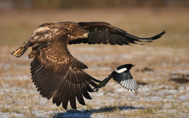 White tailed Eagle (Haliaeetus albicilla)