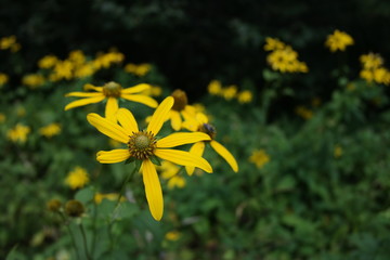 Obraz premium Daisies in mountain field