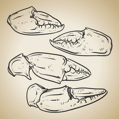 Crab claws isolated on vintage background. Hand drawn crab vecto