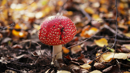 Mushroom in the autumn forest.