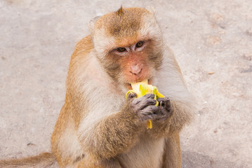 Monkey eating banana