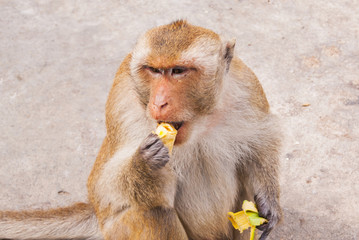 Monkey eating banana