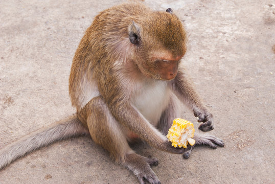 Monkey Eating Corn